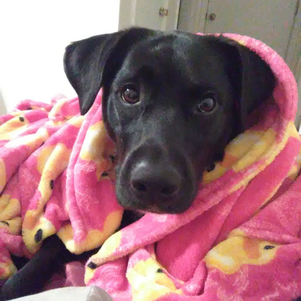 Meet your Posher, Bridgitte